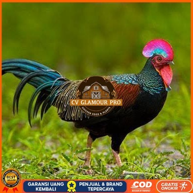 

Telur ayam hutan x jawa bekisar fertil asli siap ditetaskan - ayam hutan CV GLAMOUR PRO