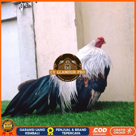 

Telur ayam hias ga tre than chau fertil untuk ditetaskan Langsung CV GLAMOUR PRO