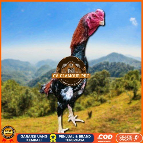 

telur ayam shamo jepang ori petarung bisa untuk di tetaskan CV GLAMOUR PRO