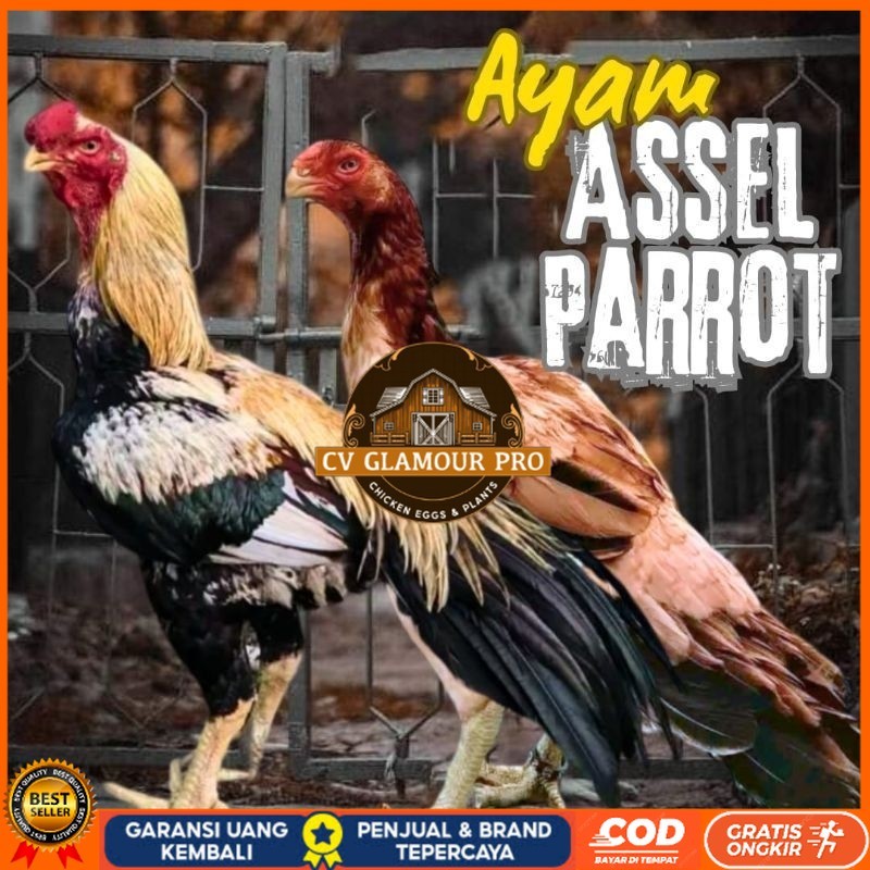 

telur ayam assel Parrot ori bisa untuk di tetaskan CV GLAMOUR PRO