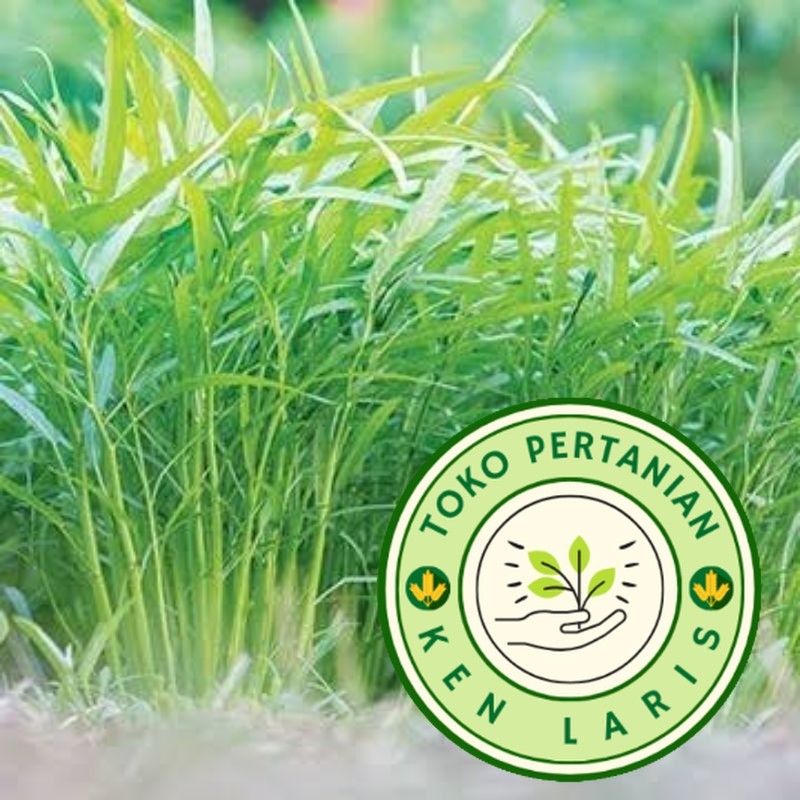 

READY!! BIBIT KANGKUNG SERABUT ️ 300 BENIH ️