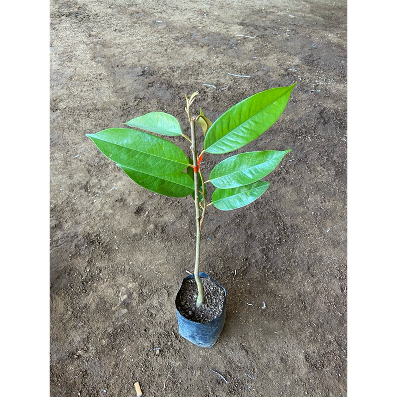 Bibit Durian Tupai King