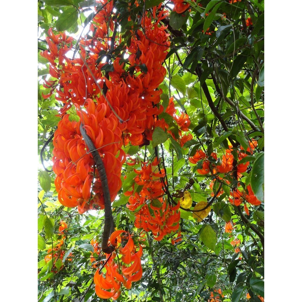 Tanaman Bibit Bunga IRIAN FLAME - IRIAN FLAME ORANGE