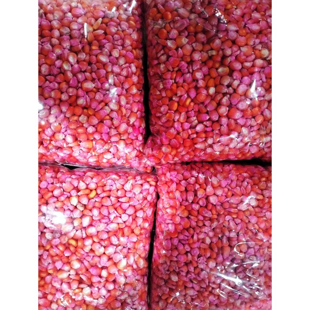 

1 KG BENIH JAGUNG SIAP TANAM PERKASA,SUMO,212, P27, P21,18,JAGO