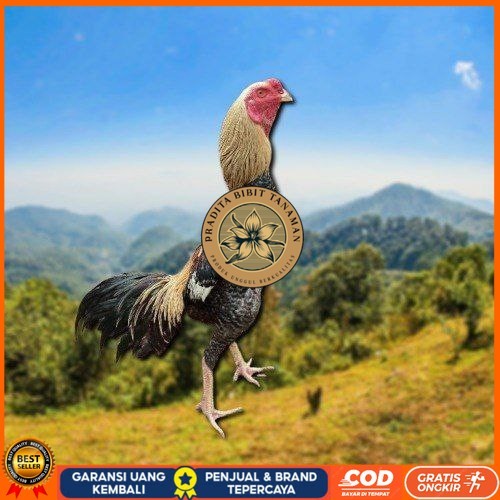 

telur tetas ayam shamo aduan siap di tetaskan PRADITA BIBIT TANAMAN