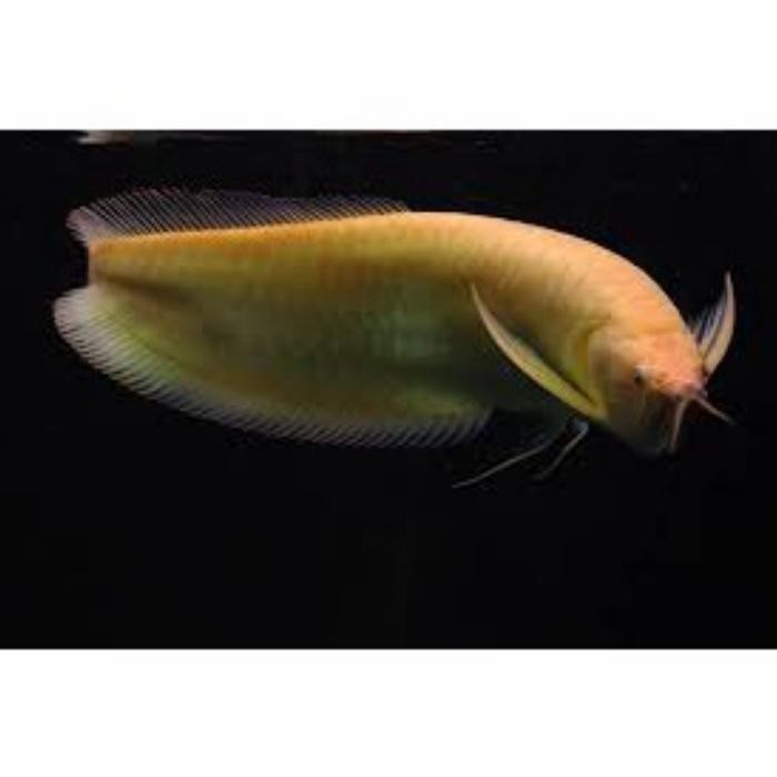 Arwana Albino. Arwana Silver Albino. - 24-25 cm.