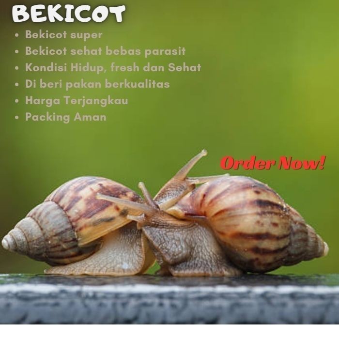 

TB-02 bekicot herbal hidup sehat bersih berkualitas dan bergaransi