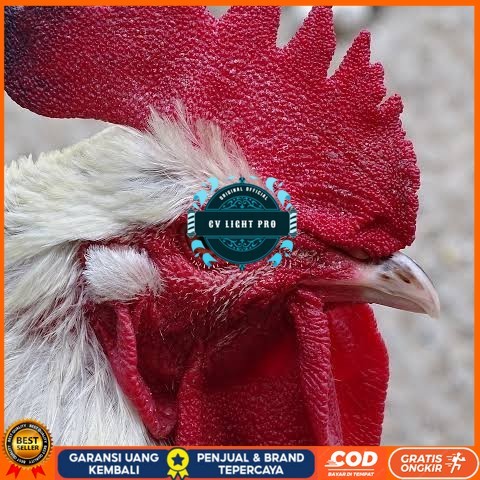 

Telur ayam albino mata merah / telur ayam hias fertil siap cod CV LIGHT PRO