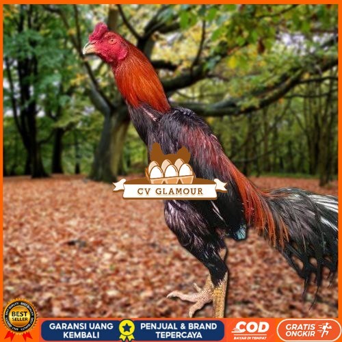 

Telur Ayam Pakhoy Super Vertil Siap Di Tetaskan Jaminan Super Oiginal Bergaransi CV GLAMOUR