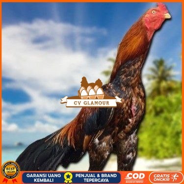 

TELUR BANGKOK RAJA FRESH FERTIL CV GLAMOUR