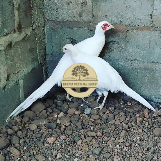 

Telur ayam hias ringneck white pheasant fertil asli KURNIA PRATAMA GROUP