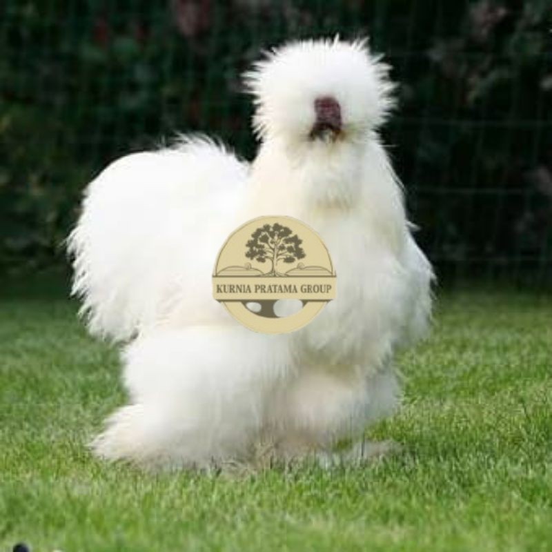 

TELUR AYAM HIAS SILKIE UNTUK DI TETASKAN KURNIA PRATAMA GROUP