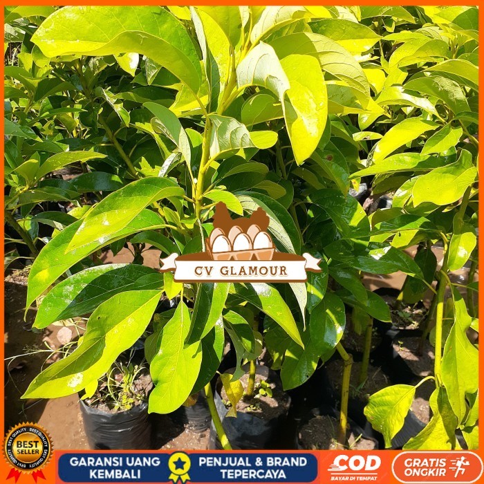 BIBIT ALPUKAT MIKI DEPOK TINGGI 1 METER ASLI Bibit Tanaman Super Unggul CV GLAMOUR