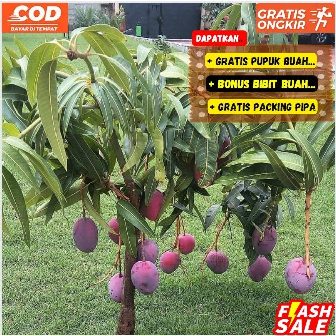 PRoMO SALE Bibit / Pohon Mangga Irwin Unggul Cepat Berbuah / Sudah  berbunga