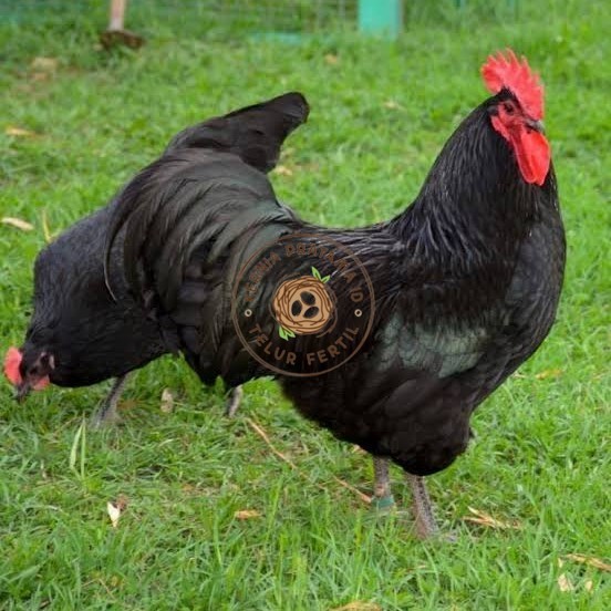 

Telur ayam black australorp / telur ayam hias / telur fertil siapkirim KURNIA PRATAMA ID