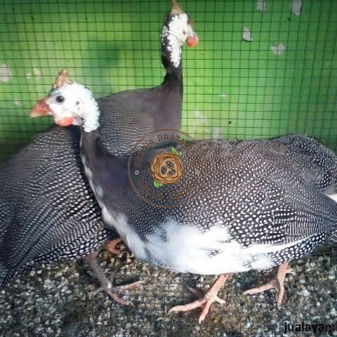 

Telur ayam mutiara hias siap ditetaskan - ayam mutiara KURNIA PRATAMA ID