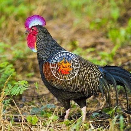 

Telur ayam hutan x jawa / telur ayam hias / telur fertil siap tetas UD KURNIA PRATAMA