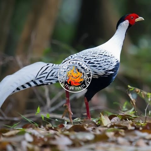 

Telur ayam hias ringneck silver pheasant fertil asli UD KURNIA PRATAMA