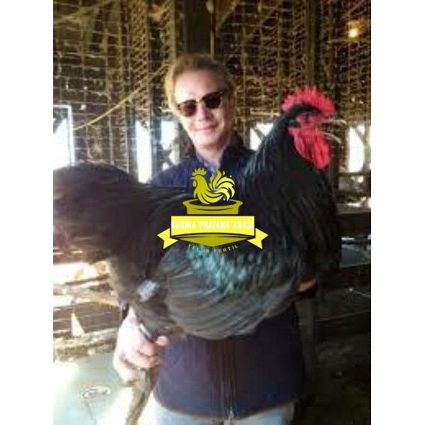 

TELUR AYAM LARMOD SUPER JUMBO RAKSASA UNTUK DI TETASKAN KURNIA PRATAMA ABADI