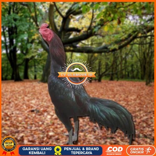 

Telur Ayam Pakhoy Berjenggot Vertil Siap Di Tetaskan Jaminan Super Oiginal Bergaransi CV GLAMOUR ID