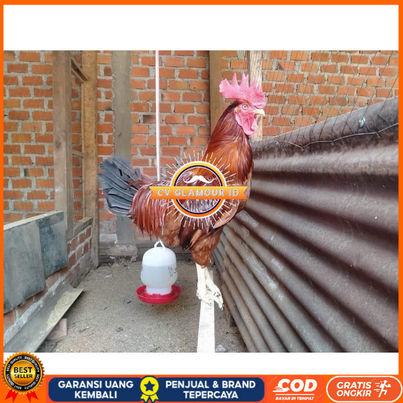 

TELUR FERTIL AYAM LARMOD JUMBO INDUKAN TERSELEKSI UNTUK DI TETASKAN CV GLAMOUR ID