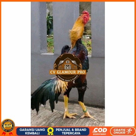

Telur ayam bangkok shamo taiwan / ayam petarung aduan siap ditetaskan CV GLAMOUR PRO