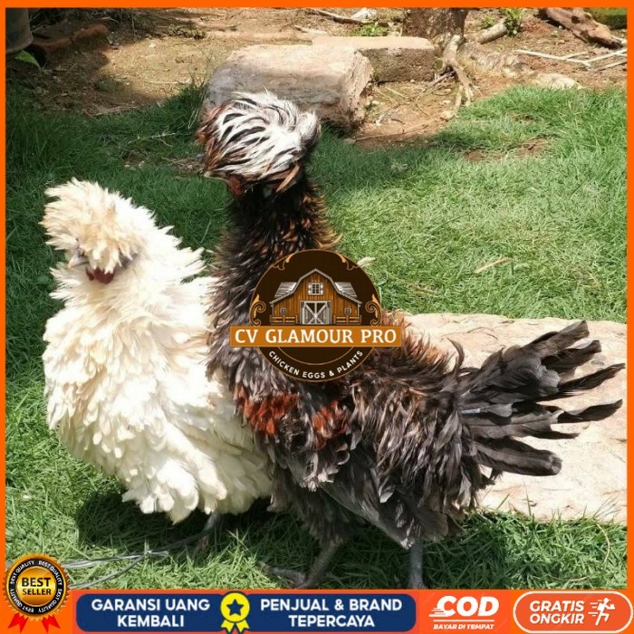 

Telur ayam poland / telur ayam hias / telur fertil siap tetas CV GLAMOUR PRO