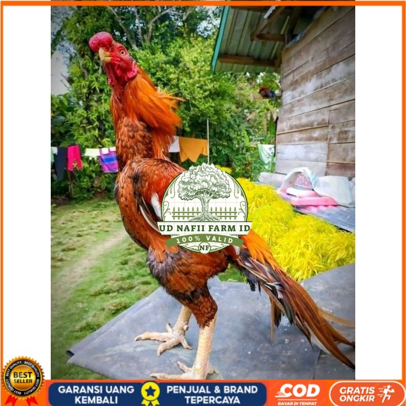 

4 BUTIR TELUR ASSEL HARGA KERJA!! UD NAFII FARM ID