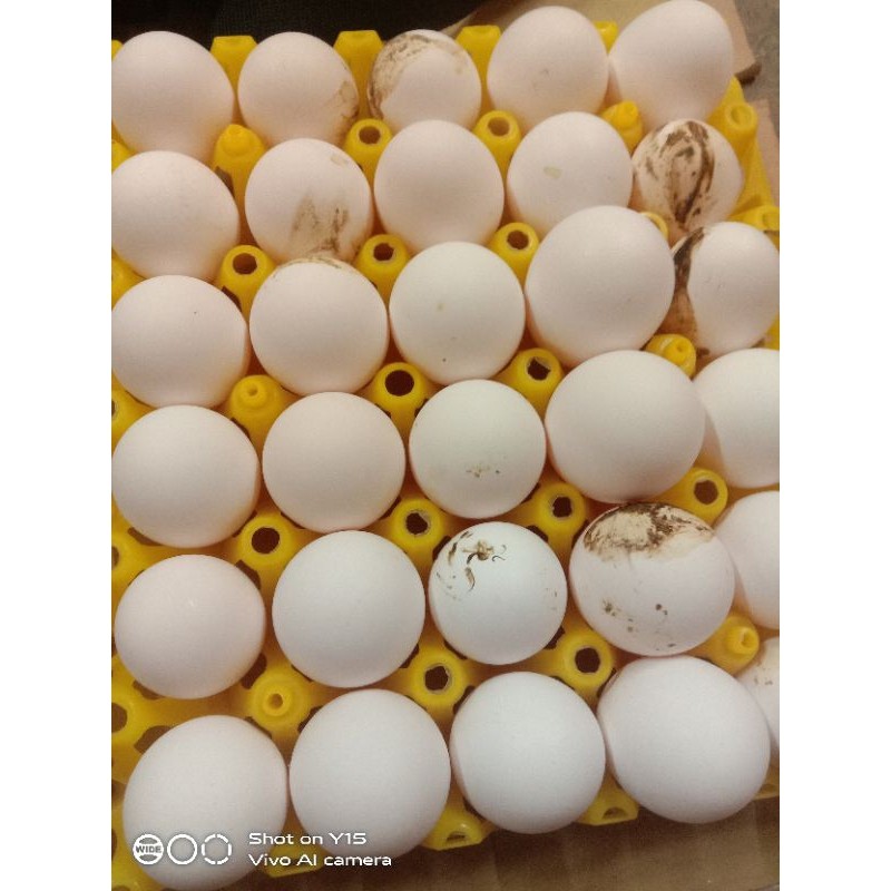 AUPSHOP TELUR AYAM WHITE LEGHORN