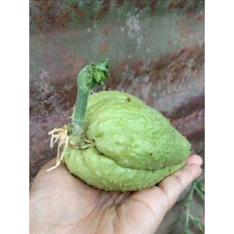 

termurah bibit labu Siam murah sudah bertunas ready stok