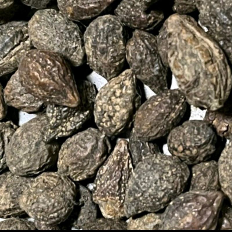 

MURAH Biji Jokeling/Mojokeling/Tempuyang 500gr