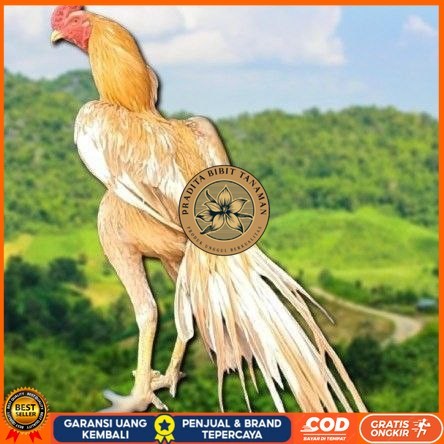 

telur ayam ekor lidi original bisa untuk di tetaskan super PRADITA BIBIT TANAMAN