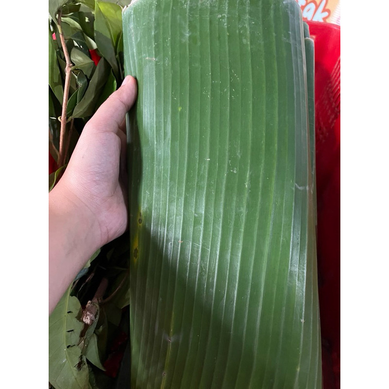 

Daun Pisang Ikat berkualitas