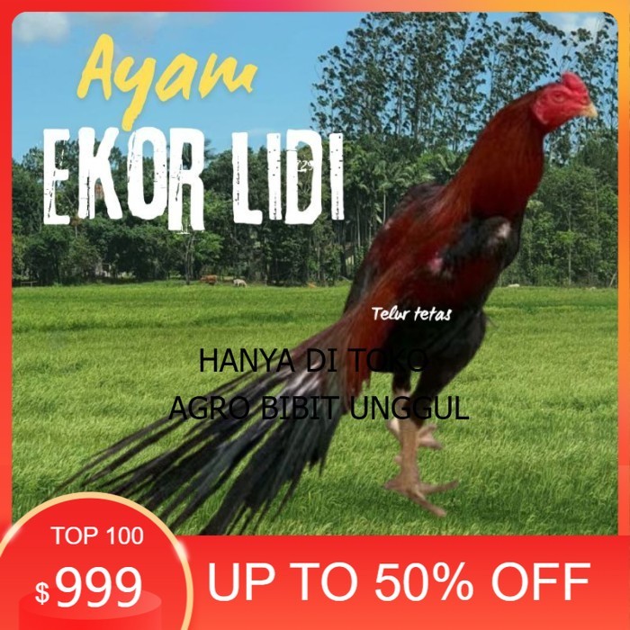 

telur ayam ekor lidi original bisa untuk di tetaskan vertil agro.bibit.unggul