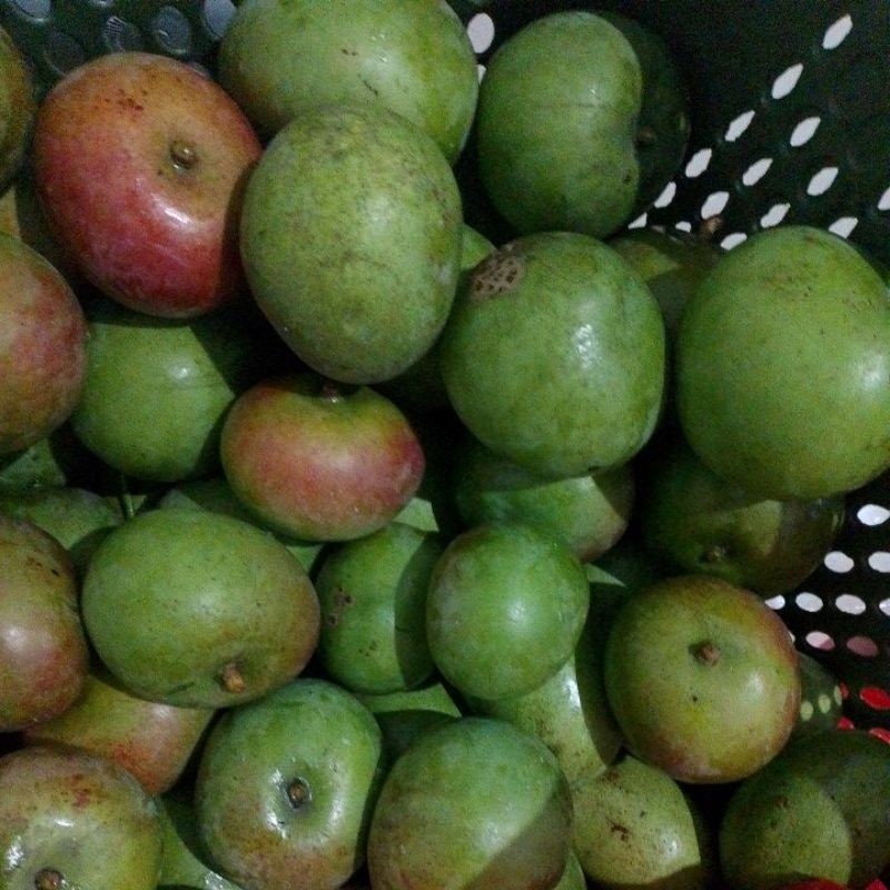 

READY MANGGA MUDA APEL FRESH