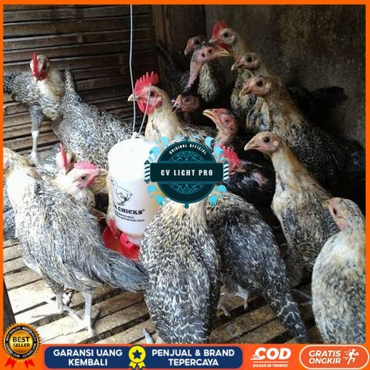 

Telur ayam arab fertil siap ditetaskan - AYAM ARAB CV LIGHT PRO