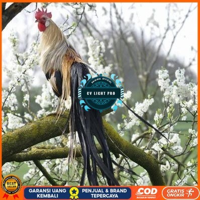 

Telur ayam phoenix onagadori / telur ayam hias fertil siap kirim CV LIGHT PRO
