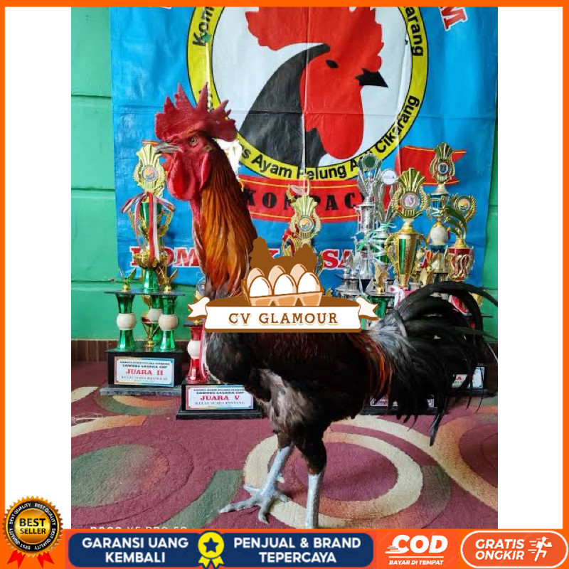 

TELUR FERTIL AYAM PELUNG TRAH JUARA UNTUK DI TETASKAN CV GLAMOUR