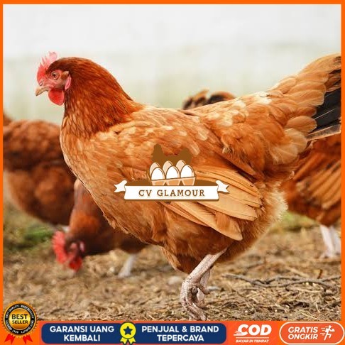 

Telur ayam elba / telur ayam hias / telur ayam fertil siap kirim CV GLAMOUR