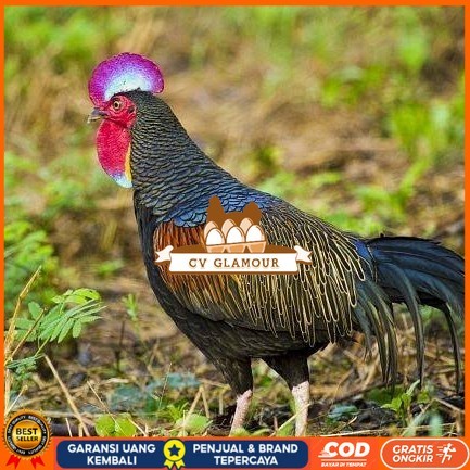 

Telur ayam hutan x jawa / telur ayam hias / telur fertil siap tetas CV GLAMOUR