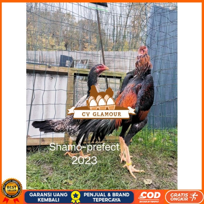 

Shamo Perfeck terlaris 100% CV GLAMOUR