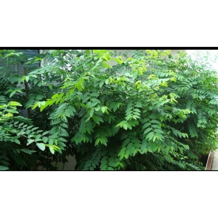 

Korehcok DAUN KATUK SEGAR 100% BARU PETIK /DAUN PELANCAR ASI PROMO TERMURAH