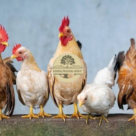 

Telur ayam elba / telur ayam hias / telur ayam fertil siap tetas KURNIA PRATAMA GROUP