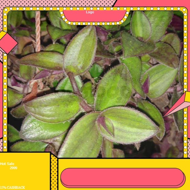 

Daun Kuping Kera Segar - Tanaman Gantung Alami