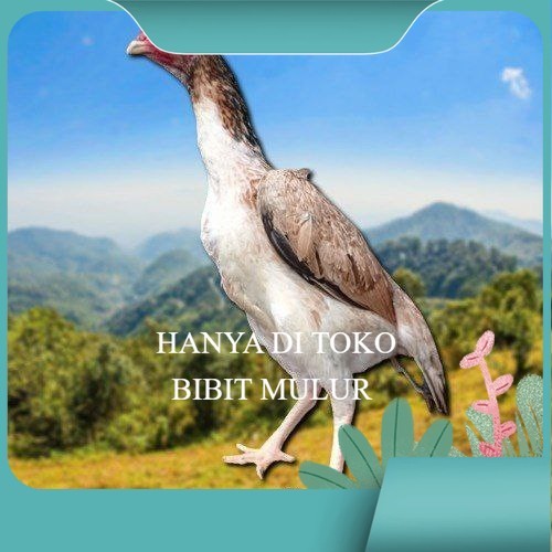 

telur fertil ayam shamo berkualitas super bibit.mulur