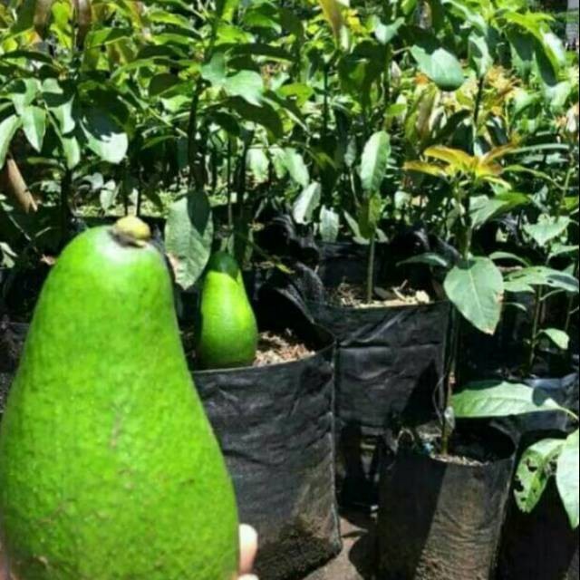 Bibit alpukat pluwang