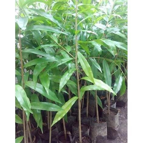Bibit Tanaman Kayu Gaharu Unggul Super