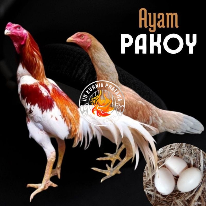 

telur ayam pakhoy ori thailand petarung untuk di tetaskan UD KURNIA PRATAMA