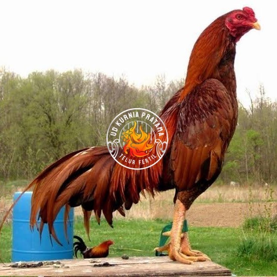 

Telur ayam bangkok super petarung aduan fertil untuk ditetaskan UD KURNIA PRATAMA