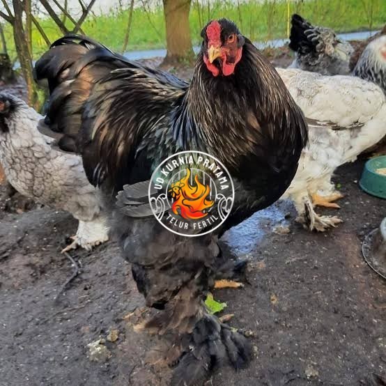 

Telur ayam brahma jumbo / telur ayam hias / telur fertil siap cod UD KURNIA PRATAMA